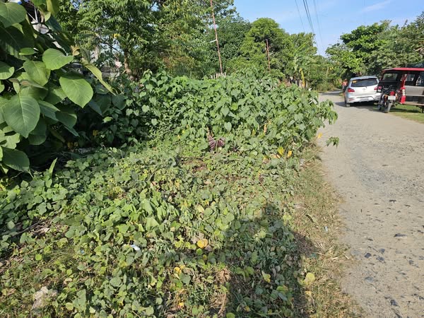 For Sale: 1,000 sqm Lot – Ideal for Boarding House or Commercial Use