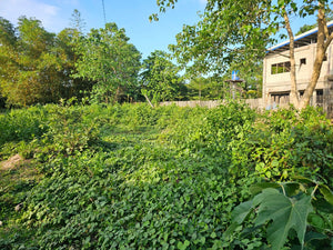 For Sale: 1,000 sqm Lot – Ideal for Boarding House or Commercial Use