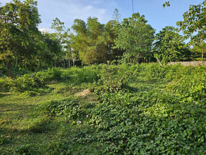 For Sale: 1,000 sqm Lot – Ideal for Boarding House or Commercial Use
