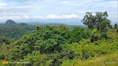 Overlooking seaview lot for sale 6,576 sqm clean title Tubigon Bohol 800/sqm negotiable