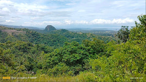 Overlooking seaview lot for sale 6,576 sqm clean title Tubigon Bohol 800/sqm negotiable