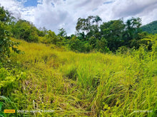 Load image into Gallery viewer, Overlooking seaview lot for sale 6,576 sqm clean title Tubigon Bohol 800/sqm negotiable