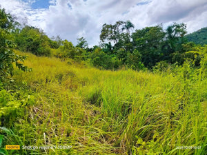 Overlooking seaview lot for sale 6,576 sqm clean title Tubigon Bohol 800/sqm negotiable