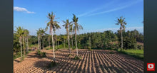 Load image into Gallery viewer, 🌴 FOR SALE: 4.2 HECTARE FARM LOT – SAN FRANCISCO, UBAY, BOHOL 🌴