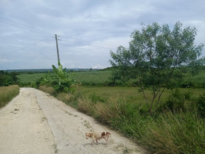 Farm Land For Sale in Bogo City Cebu 120 Hectares propertyph.net