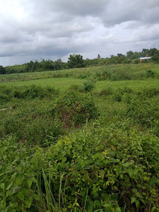 Farm Land For Sale in Bogo City Cebu 120 Hectares propertyph.net