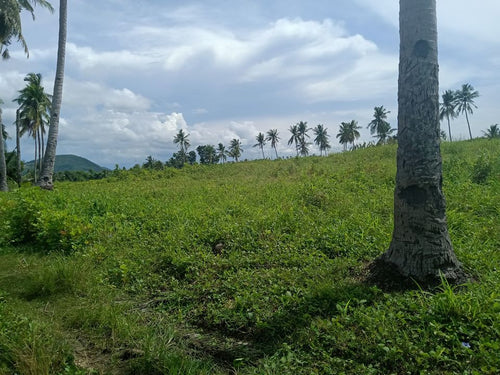 Farm For Sale 10 Hectares Clean Title  500/sqm in Bogo city