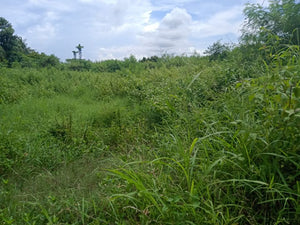 Farm Land For Sale in Bogo City Cebu 120 Hectares propertyph.net