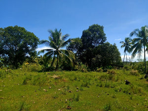 6,000 sqm  lot for sale at Tabogon Cebu 300/SQM