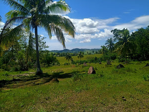 6,000 sqm  lot for sale at Tabogon Cebu 300/SQM