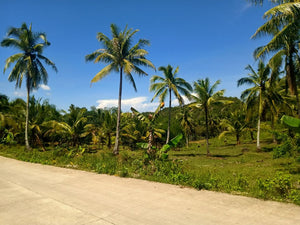 6,000 sqm  lot for sale at Tabogon Cebu 300/SQM