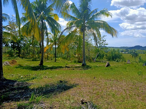 6,000 sqm  lot for sale at Tabogon Cebu 300/SQM