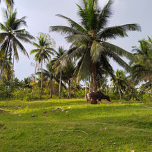 Load image into Gallery viewer, OVERLOOKING FARM SEAVIEW WITH 1,000 COCONUT TREES IN ALOGUINSAN CEBU