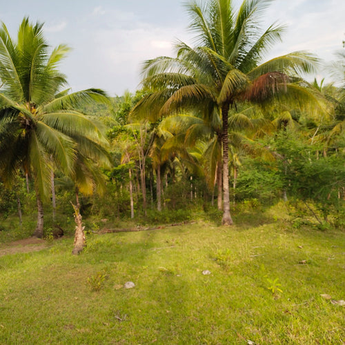 OVERLOOKING FARM SEAVIEW WITH 1,000 COCONUT TREES IN ALOGUINSAN CEBU