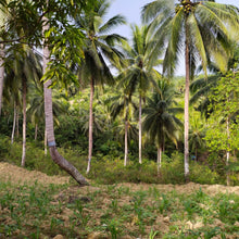 Load image into Gallery viewer, OVERLOOKING FARM SEAVIEW WITH 1,000 COCONUT TREES IN ALOGUINSAN CEBU