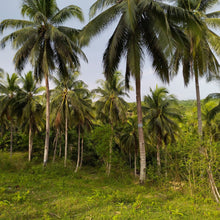 Load image into Gallery viewer, OVERLOOKING FARM SEAVIEW WITH 1,000 COCONUT TREES IN ALOGUINSAN CEBU