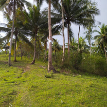 Load image into Gallery viewer, OVERLOOKING FARM SEAVIEW WITH 1,000 COCONUT TREES IN ALOGUINSAN CEBU