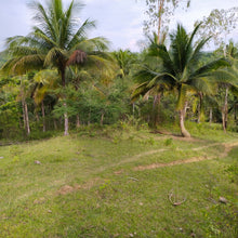 Load image into Gallery viewer, OVERLOOKING FARM SEAVIEW WITH 1,000 COCONUT TREES IN ALOGUINSAN CEBU