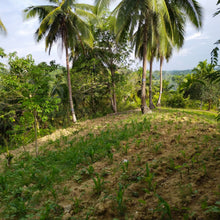 Load image into Gallery viewer, OVERLOOKING FARM SEAVIEW WITH 1,000 COCONUT TREES IN ALOGUINSAN CEBU