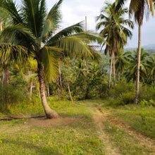 Load image into Gallery viewer, OVERLOOKING FARM SEAVIEW WITH 1,000 COCONUT TREES IN ALOGUINSAN CEBU