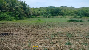 30,036 sqm lot for sale  at Bogo City