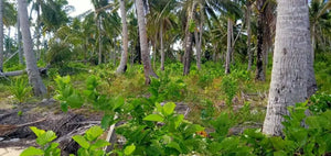  Beach Resort For Sale in Siargao Island with 2.6 Hectares propertyph.net