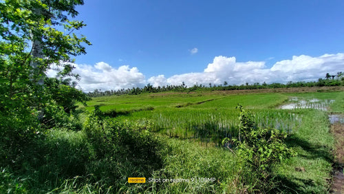 Bohol irrigated ricefield for sale 20,000 sqm tax declaration in Ubay Bohol 100/sqm