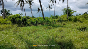 Bohol irrigated ricefield for sale 25,000 sqm in Ubay Bohol 100 /sqm