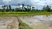 Load image into Gallery viewer, Bohol irrigated ricefield for sale 25,000 sqm in Ubay Bohol 100 /sqm