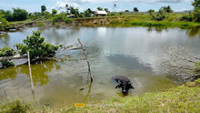 Load image into Gallery viewer, Bohol irrigated ricefield for sale 25,000 sqm in Ubay Bohol 100 /sqm