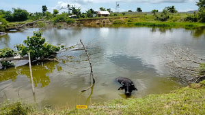 Bohol irrigated ricefield for sale 25,000 sqm in Ubay Bohol 100 /sqm