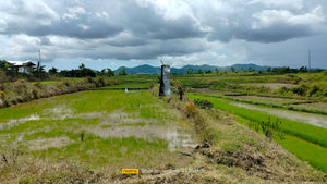 Bohol irrigated ricefield for sale 25,000 sqm in Ubay Bohol 100 /sqm