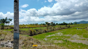 Bohol irrigated ricefield for sale 25,000 sqm in Ubay Bohol 100 /sqm