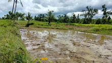 Load image into Gallery viewer, Bohol irrigated ricefield for sale 25,000 sqm in Ubay Bohol 100 /sqm