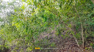 Cebu Lot For Sale Flat and Rolling Terrain 1 Hectare in Bogo City 300/sqm