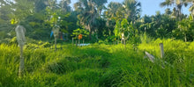 Load image into Gallery viewer, Cebu lot for sale 53,742 sqm ideal for farming/housing development in Guba Cebu City 500/sqm