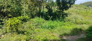 Lot for sale Cebu Philippines 1,924 sqm @ 6,000 per sqm Liloan