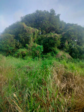 Load image into Gallery viewer, Lot for sale 4,363 sqm with mango trees and near highway Bogo City 1,000/sqm