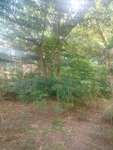 Load image into Gallery viewer, Lot for sale 4,363 sqm with mango trees and near highway Bogo City 1,000/sqm