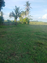 Load image into Gallery viewer, Lot for sale 4,363 sqm with mango trees and near highway Bogo City 1,000/sqm