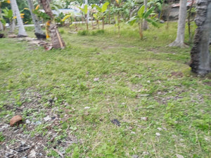 Maribojoc Bohol Lot Near Highway 1.1 Hectare