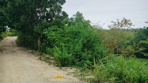 Cebu lot for sale flat terrain seaview and slightly rolling in Bogo City