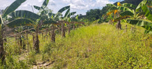 Load image into Gallery viewer, Cebu lot for sale along h.way 16 has in Tabogon Cebu 250/sqm