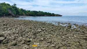 Beach Lot For Sale 26 Hectares In Bogo City Cebu 800/Sq.M