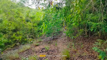 Load image into Gallery viewer, Cebu Lot For Sale Flat and Rolling Terrain 1 Hectare in Bogo City 300/sqm