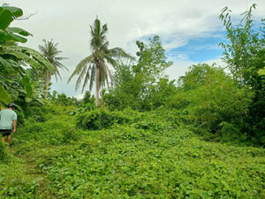 Lot For Sale 4,126 sqm in clean title commercial/res. in Talibon Bohol 5M