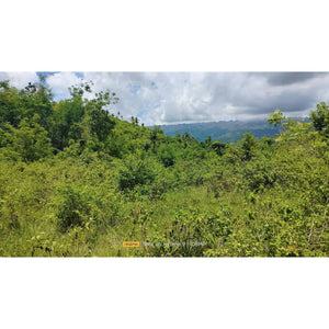 Cebu overlooking to the sea lot for sale and near white sand beaches in Badian