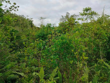 Load image into Gallery viewer, Lot for sale 3 has Balilihan Bohol Philippines 130/sqm