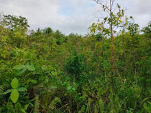 Load image into Gallery viewer, Lot for sale 3 has Balilihan Bohol Philippines 130/sqm