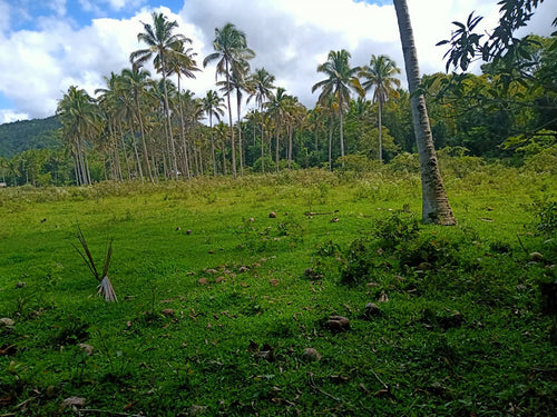 Lot for sale 77,000 sqm near highway Bilar Bohol Philippines 250/sqm